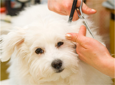犬