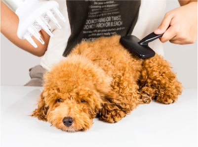 犬