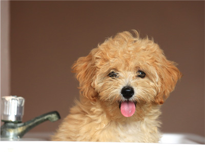 犬