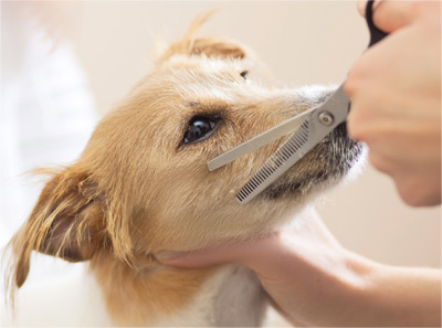 犬