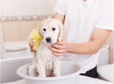 犬