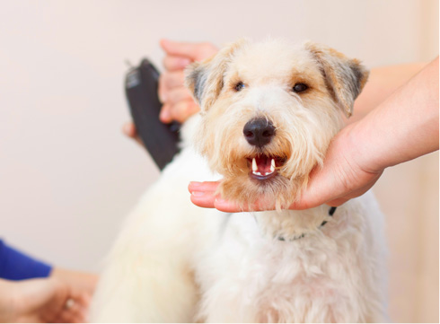 犬