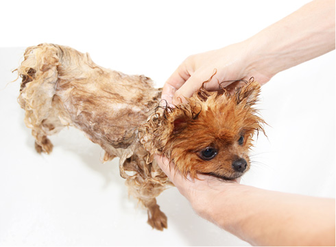 犬