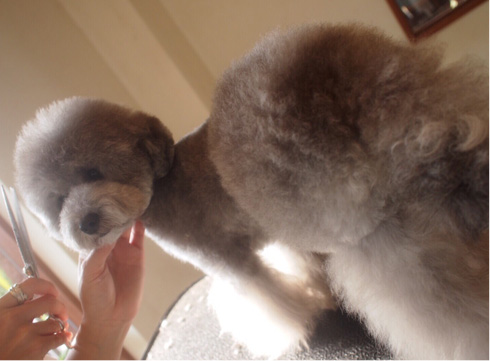 犬