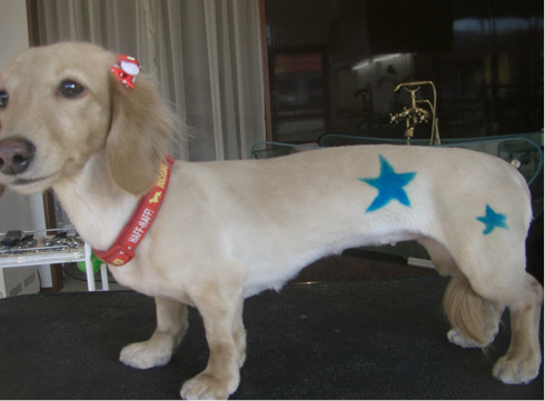 犬