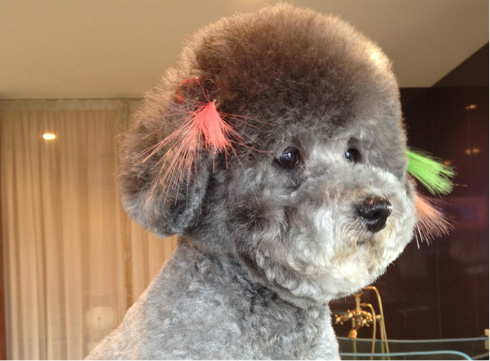 犬